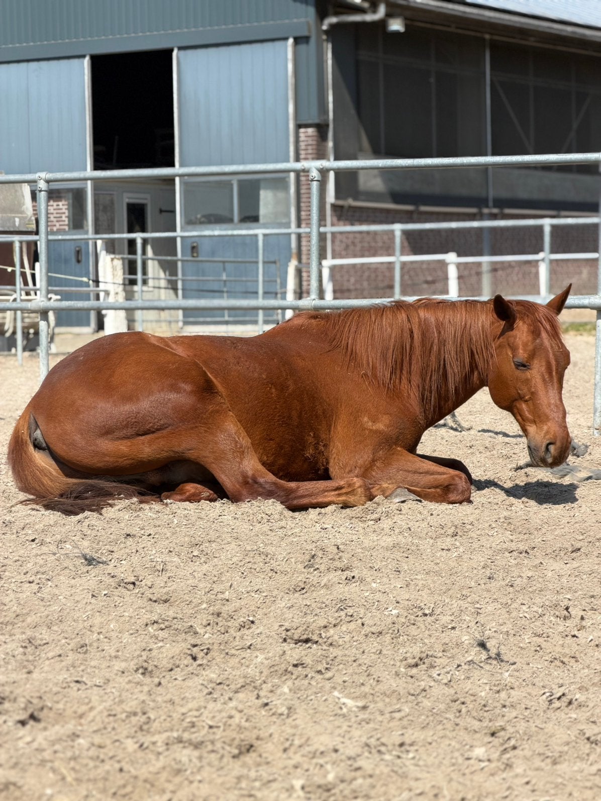 Stalling gezocht voor lieve ruin, Dieren en Toebehoren, Stalling, 1 paard of pony