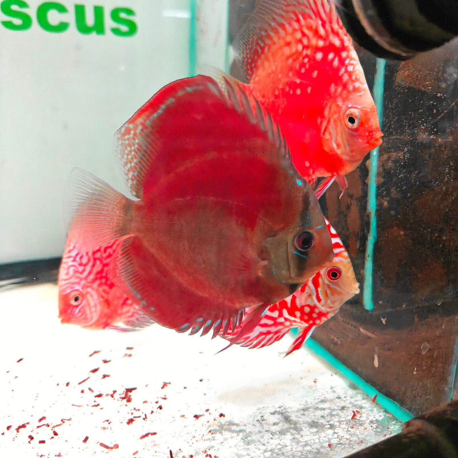 Discus red cover en super red cover, Dieren en Toebehoren, Vis, Zoetwatervis, Schoolvis