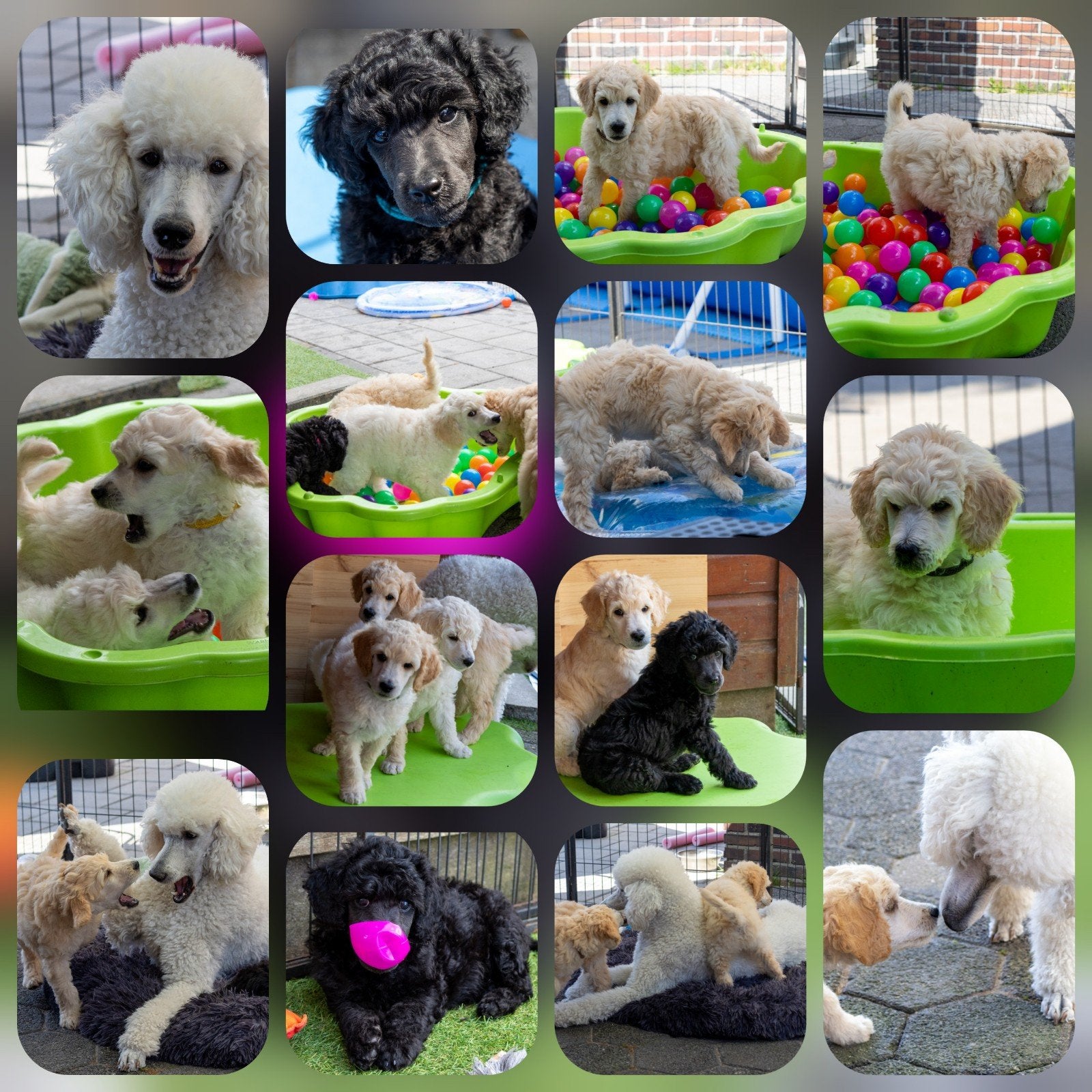 Prachtige poedel outcross pups | DNA-geteste ouderdieren, Poedel, Parvo, 8 tot 15 weken, Meerdere