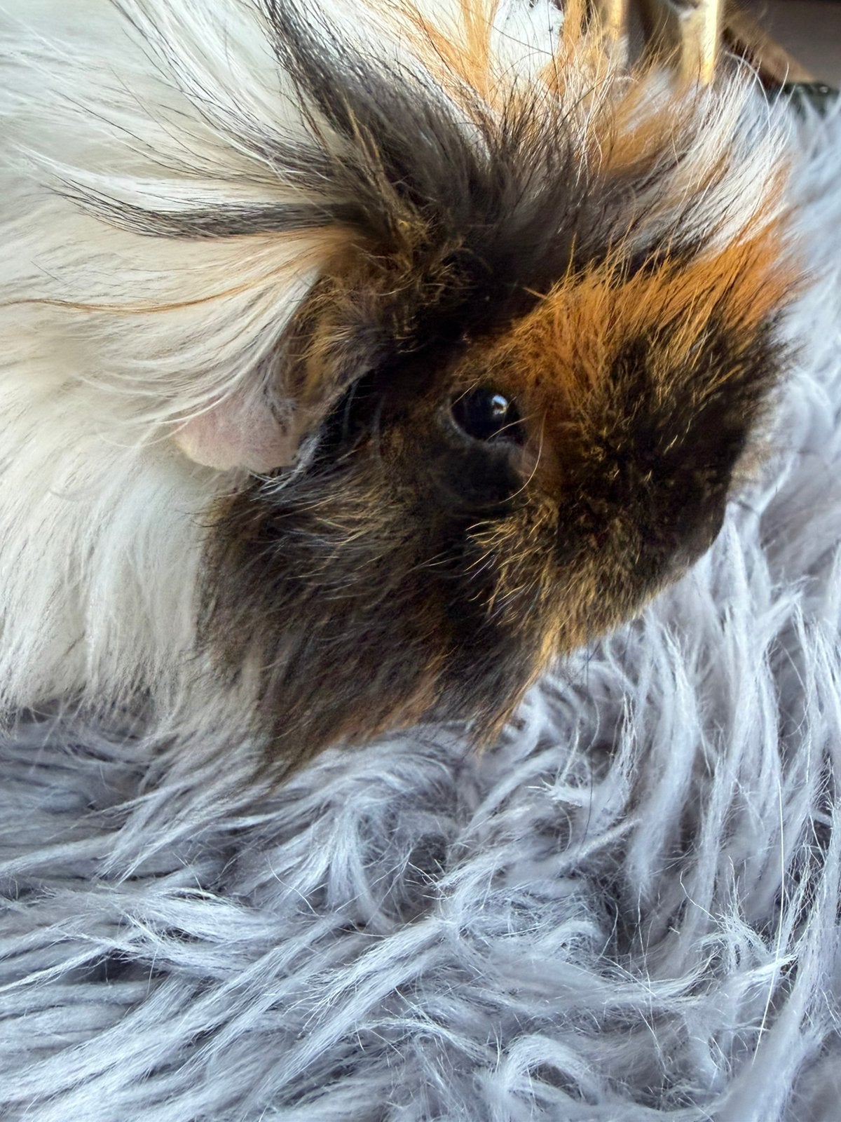 Cavia’s, Dieren en Toebehoren, Knaagdieren, Cavia, Januari, Meerdere dieren, Tam
