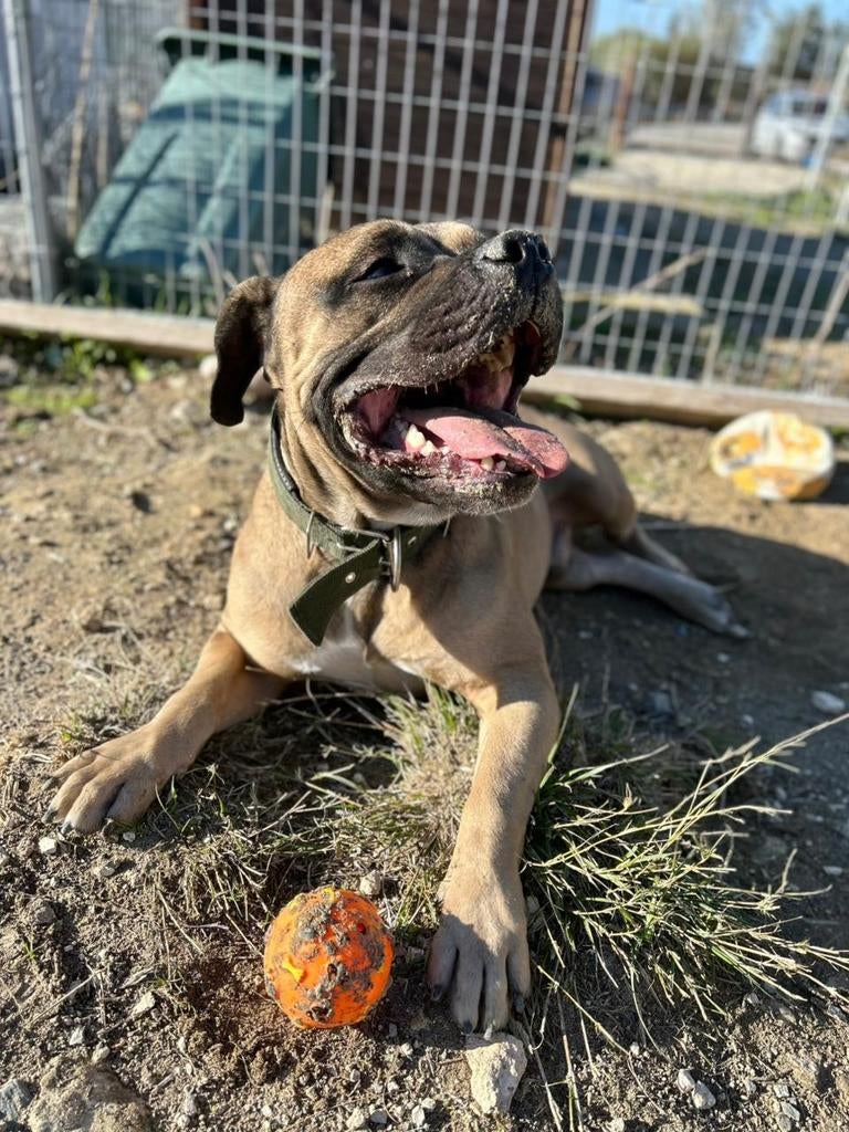 Ash verdient iemand die hem wel.lief heeft, Dieren en Toebehoren, Honden | Bulldogs, Pinschers en Molossers, Buitenland, Parvo