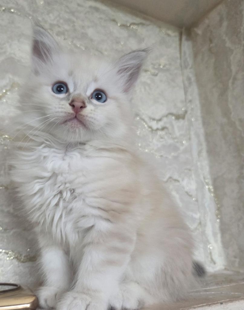 Siberische kittens Beschikbaar, Dieren en Toebehoren, Meerdere dieren, Gechipt, 0 tot 2 jaar