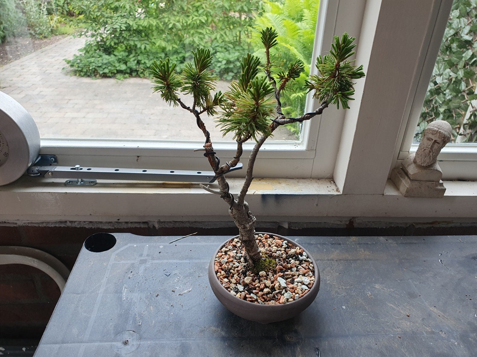 Bonsai Pinus Parviflora Kokoenoe witte den, Tuin en Terras, Ophalen, Bloeit niet, Halfschaduw, Overige soorten