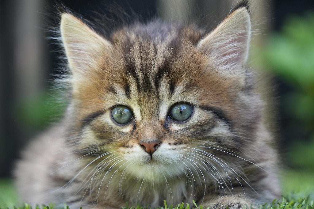 Main Coon kittens, Dieren en Toebehoren, Katten en Kittens | Raskatten | Langhaar, Kater, Ontwormd, 0 tot 2 jaar