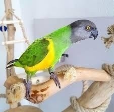Te koop prachtige Tamme Senegalpapegaai / bonte boertje, Meerdere dieren, Papegaai, Tam