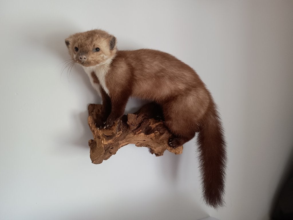 Supermooie en grote steenmarter, taxidermie, Verzamelen, Dierenverzamelingen, Ophalen, Zo goed als nieuw, Wild dier, Opgezet dier