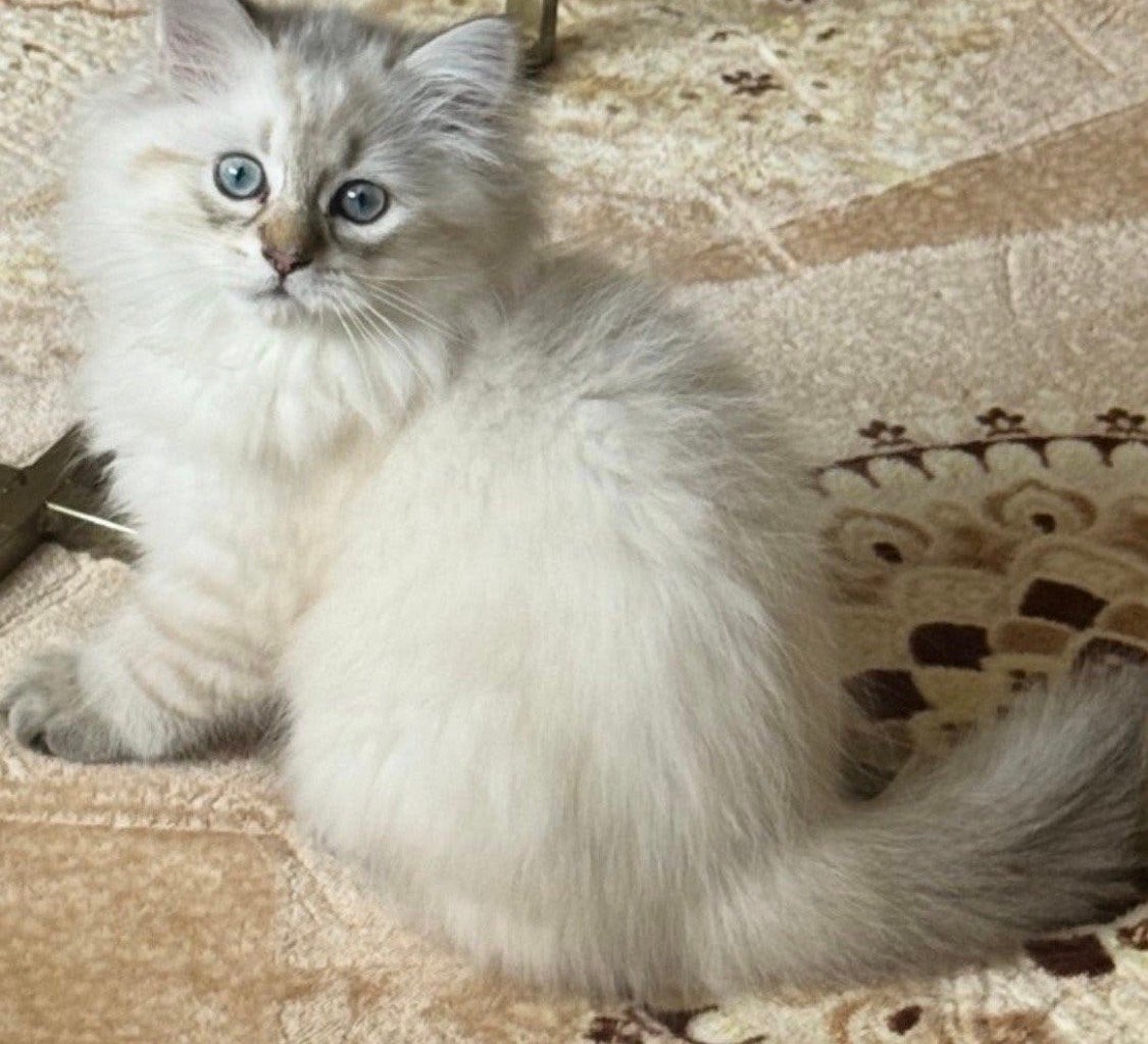 Kitten, Poes, Ontwormd
