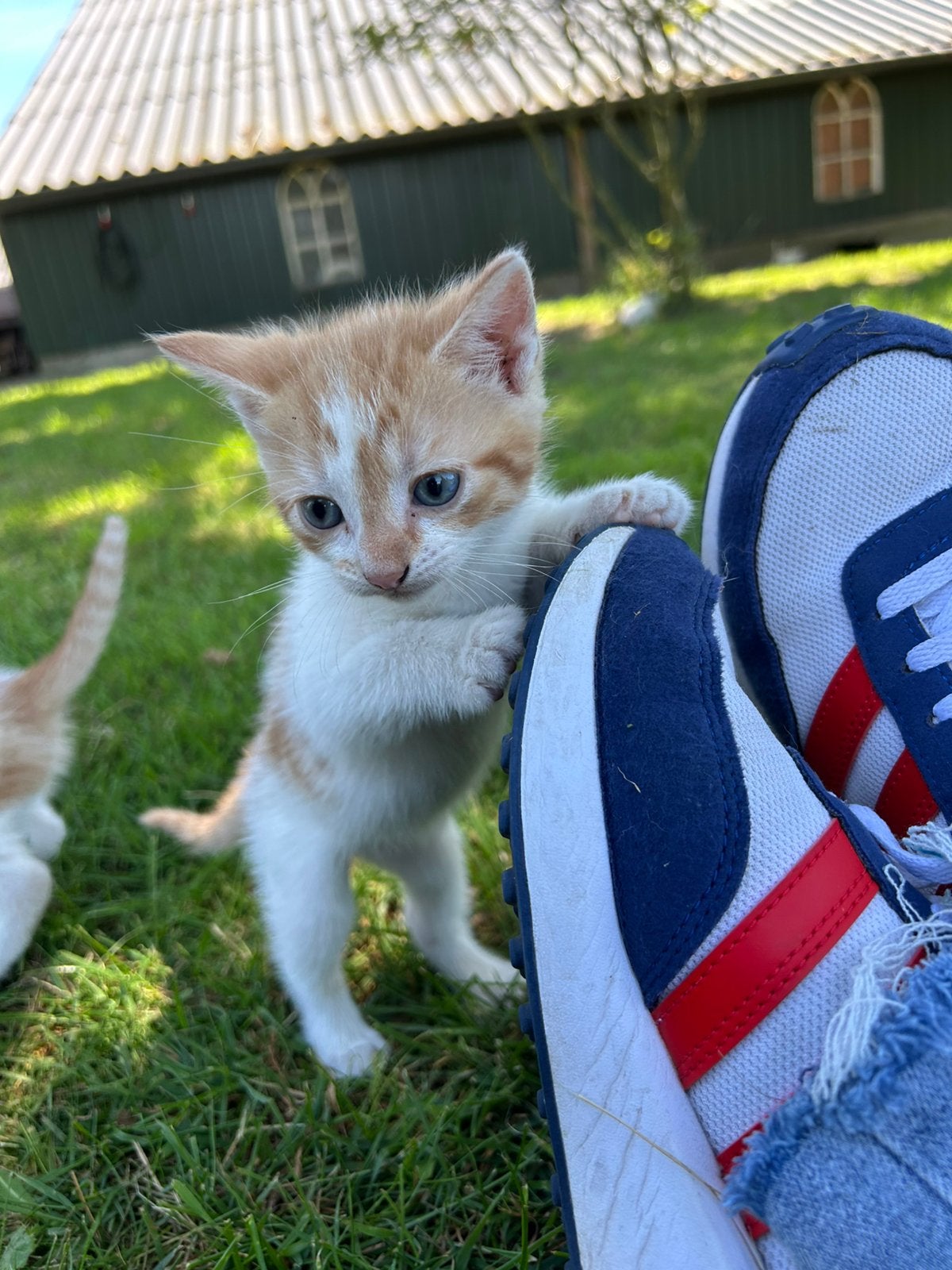 Kitten poes, Dieren en Toebehoren, Meerdere dieren, Kortharig, 0 tot 2 jaar
