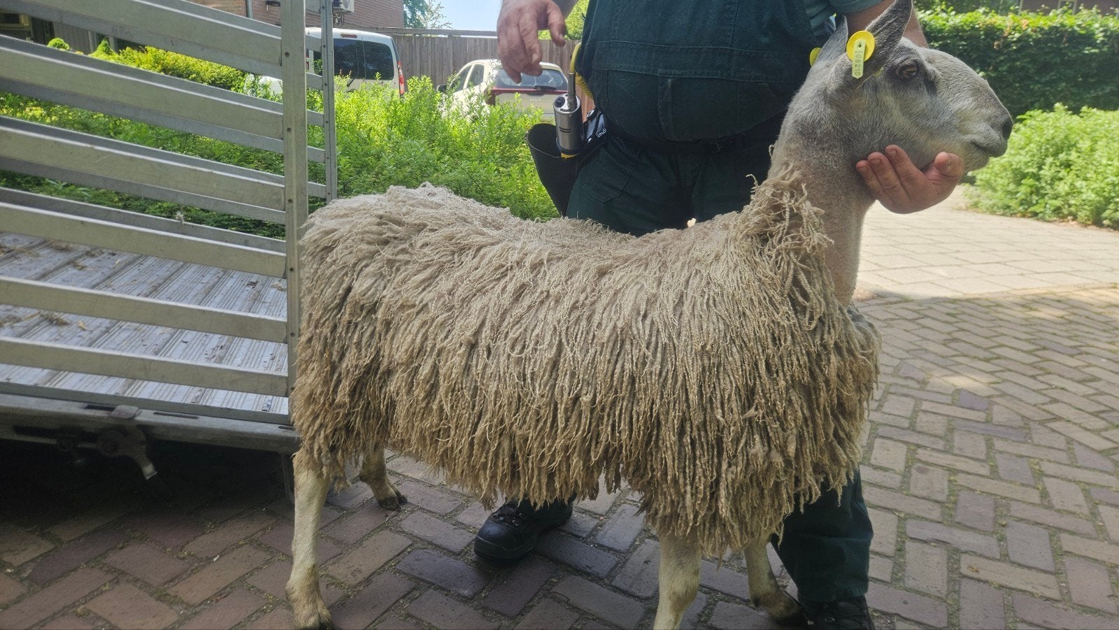Bluefaced Leicester ram te koop., Dieren en Toebehoren, Schapen, Geiten en Varkens, Mannelijk, Schaap