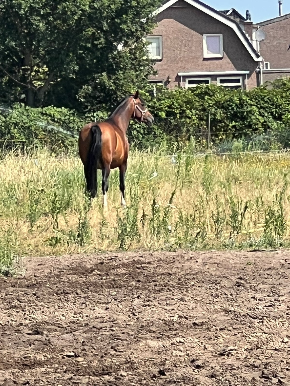Verzorgster/ruiter/amazone gezocht, 1 paard of pony