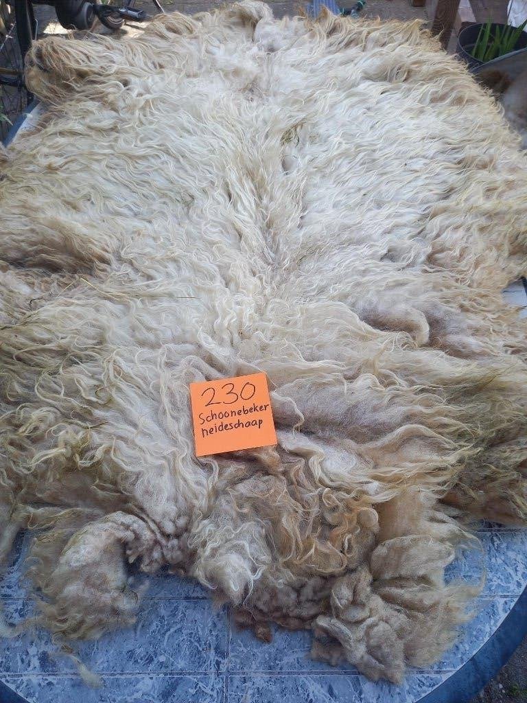 nr 230 Geschoren vacht van een Schoonebeker heideschaap, Ophalen of Verzenden, Nieuw