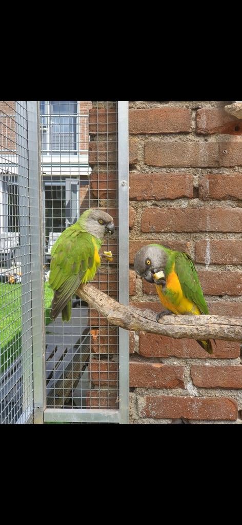 Koppel bonte boeren, Dieren en Toebehoren, Meerdere dieren, Papegaai, Geringd