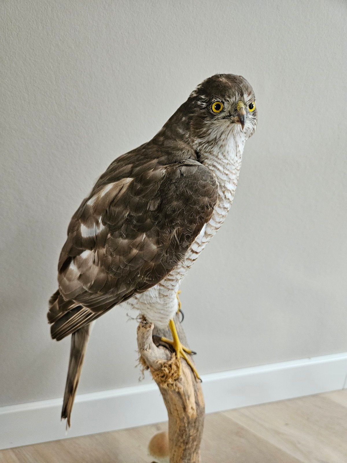 Opgezette sperwer, Ophalen, Zo goed als nieuw, Vogel, Opgezet dier