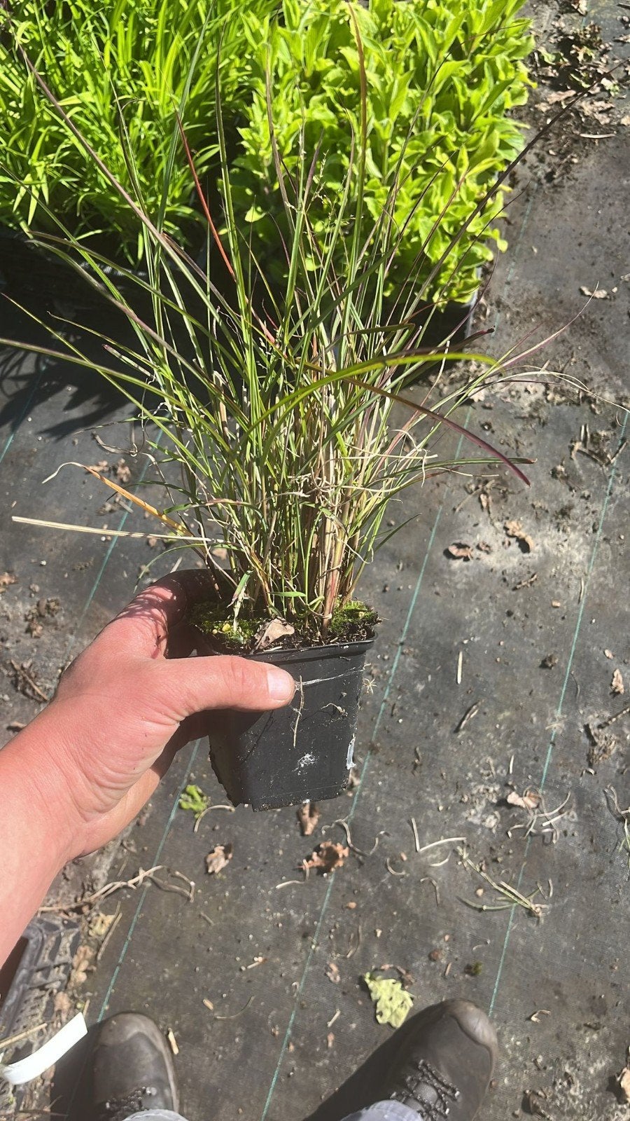 Miscanthus Sinensis 'Kleine Silberspinne' - Grote planten, Ophalen of Verzenden