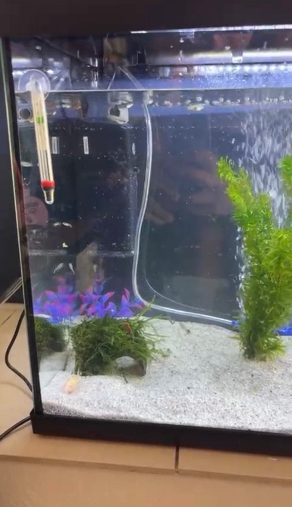 Acuario 60 litros, Ophalen, Nieuw, Leeg aquarium, Verwarming