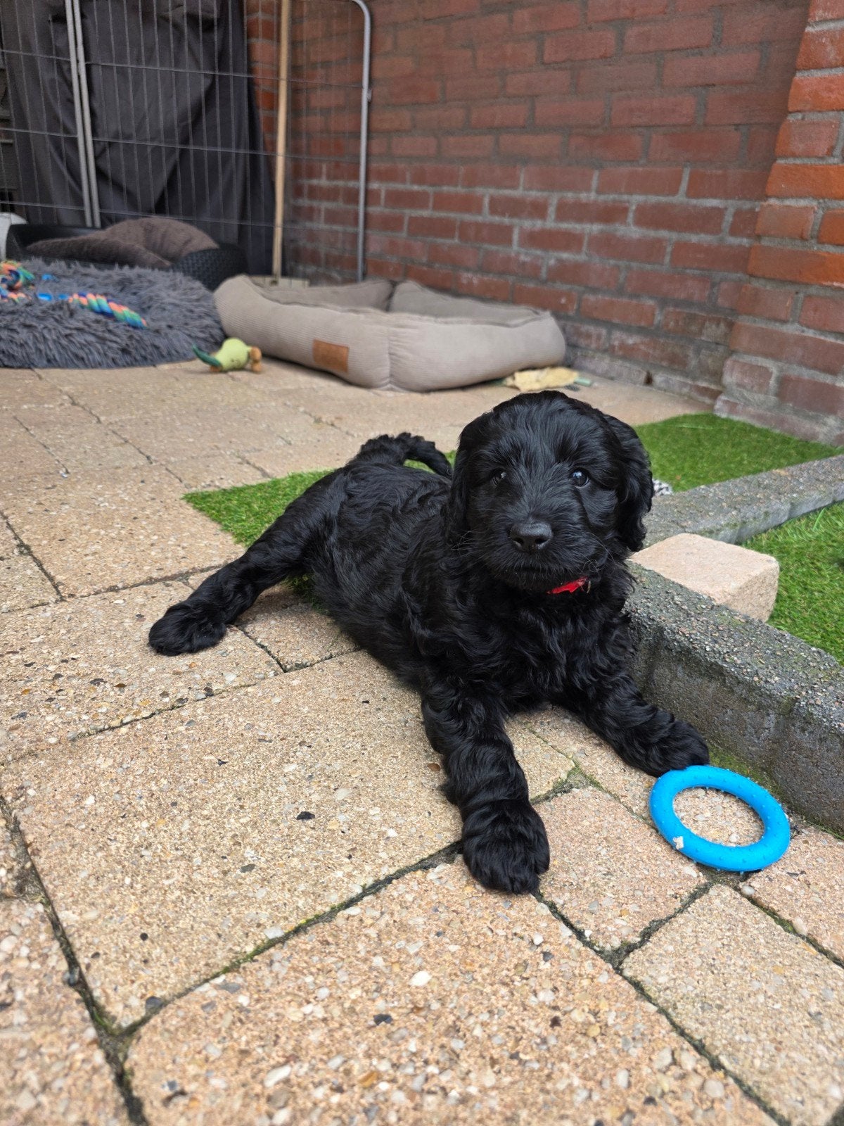 Nog 2 super mooie goldendoodle multigen pups, Parvo, Overige rassen, 8 tot 15 weken, Meerdere