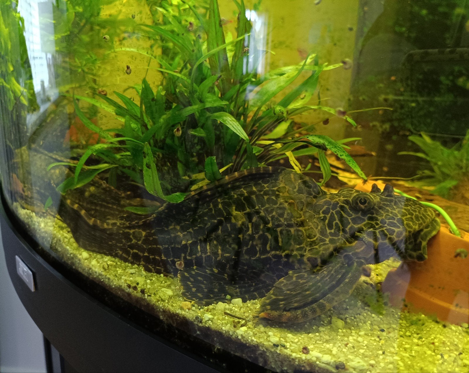 Zeilvin pleco (algeneters), Vis, Zoetwatervis