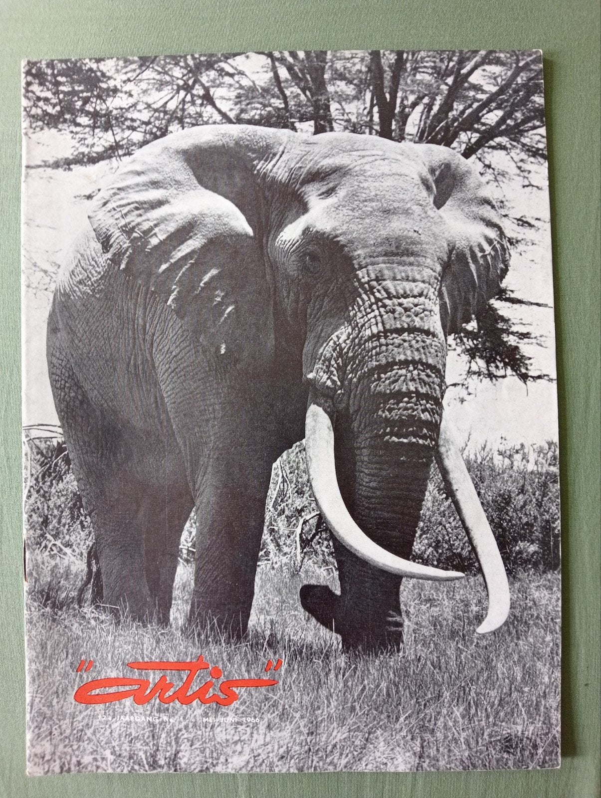 Artis Magazine - Afrikaanse olifant in Amboseli, Ophalen of Verzenden