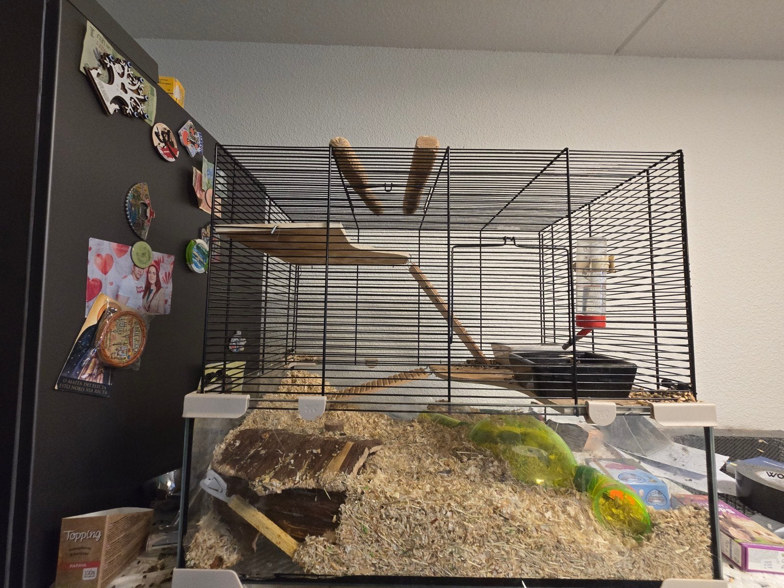 Gerbil, Dieren en Toebehoren, Knaagdieren, Maart, Mannelijk, Overige typen