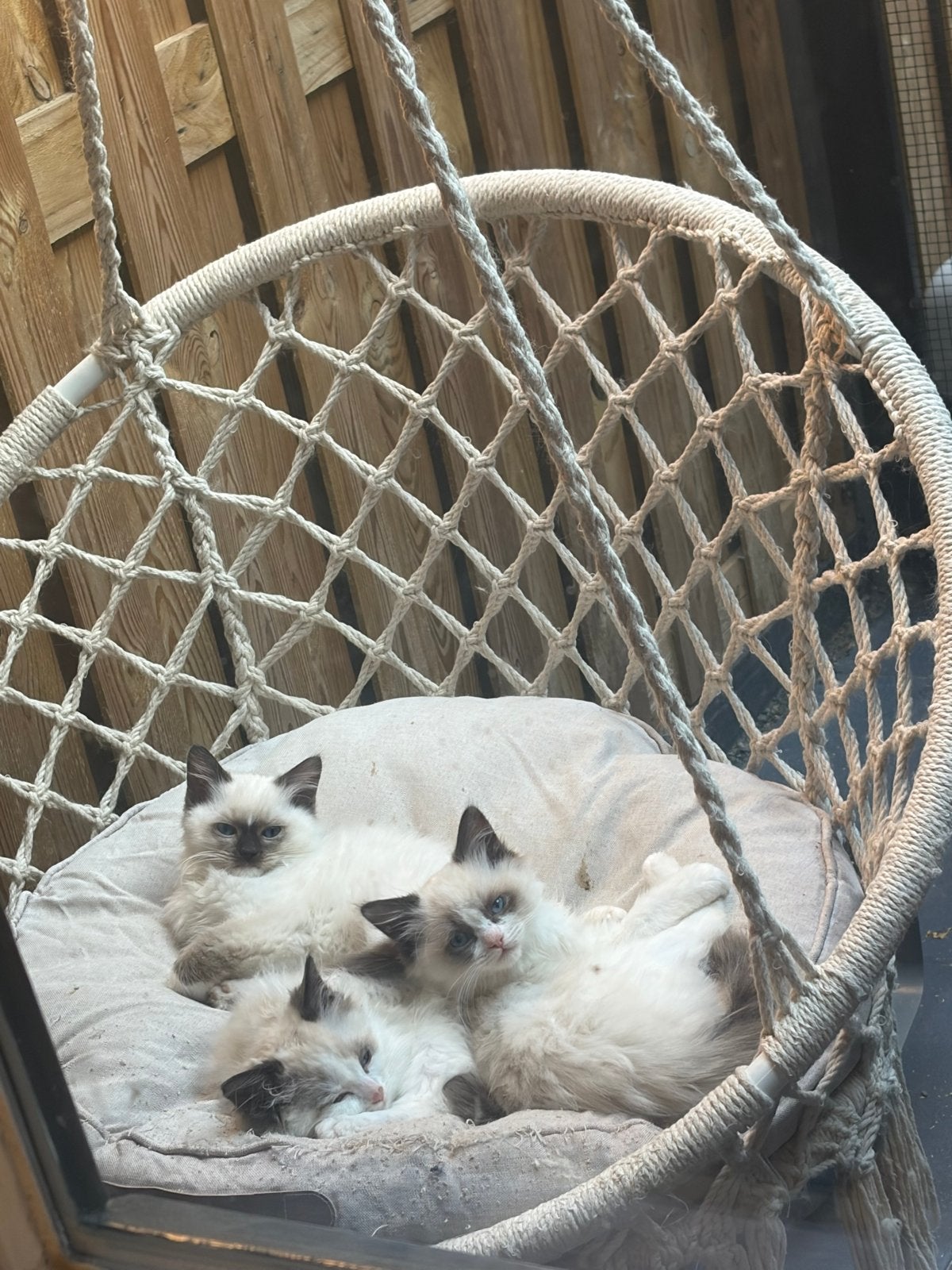 Ragdoll kittens