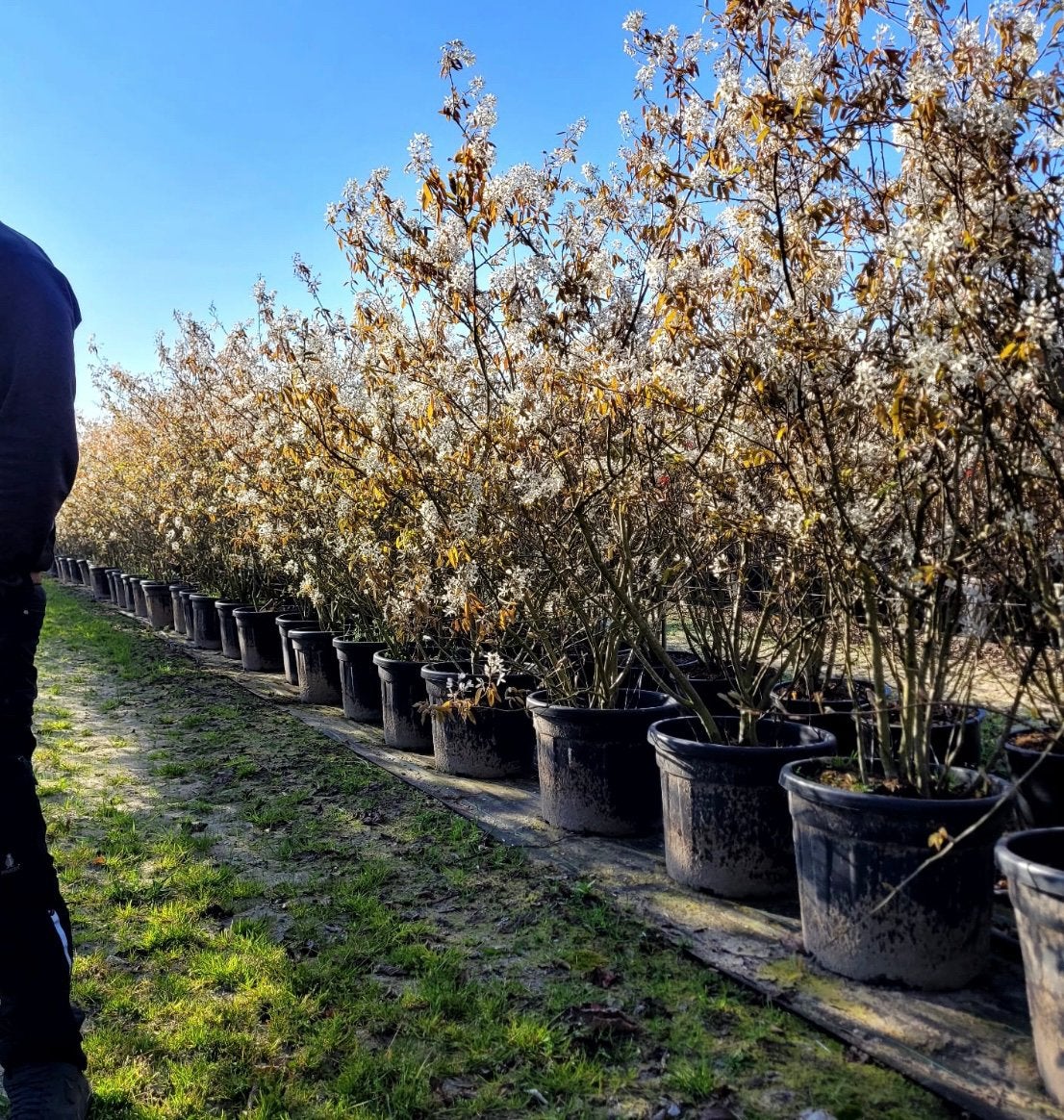 Meerstammige Amelanchier lamarcki in verschillende maten, Ophalen of Verzenden, Volle zon, Overige soorten
