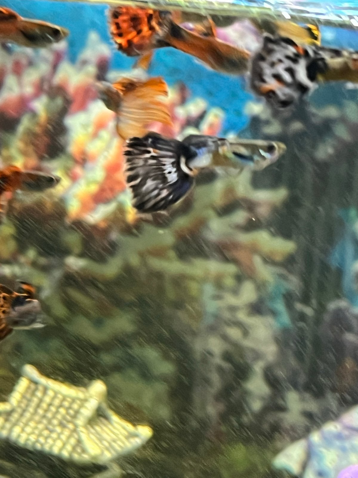 Guppy’s te koop