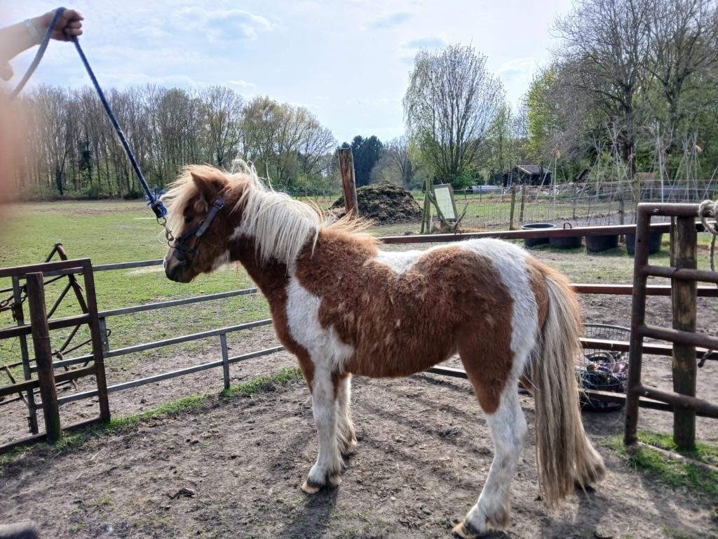 2 jr bonte Shetlander hengst, 0 tot 2 jaar, Hengst, A pony (tot 1.17m), Gechipt
