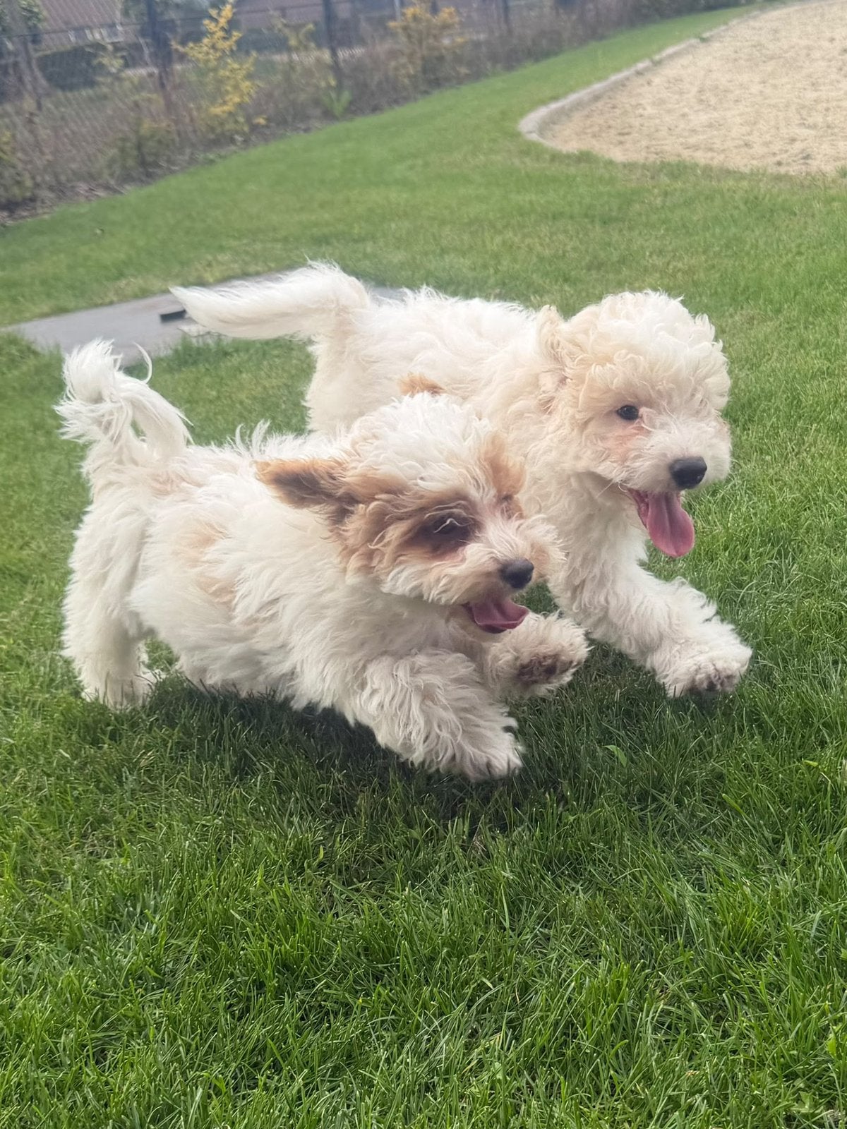 Super leuke boomer pups, Overige rassen, 8 tot 15 weken, Meerdere, Meerdere dieren