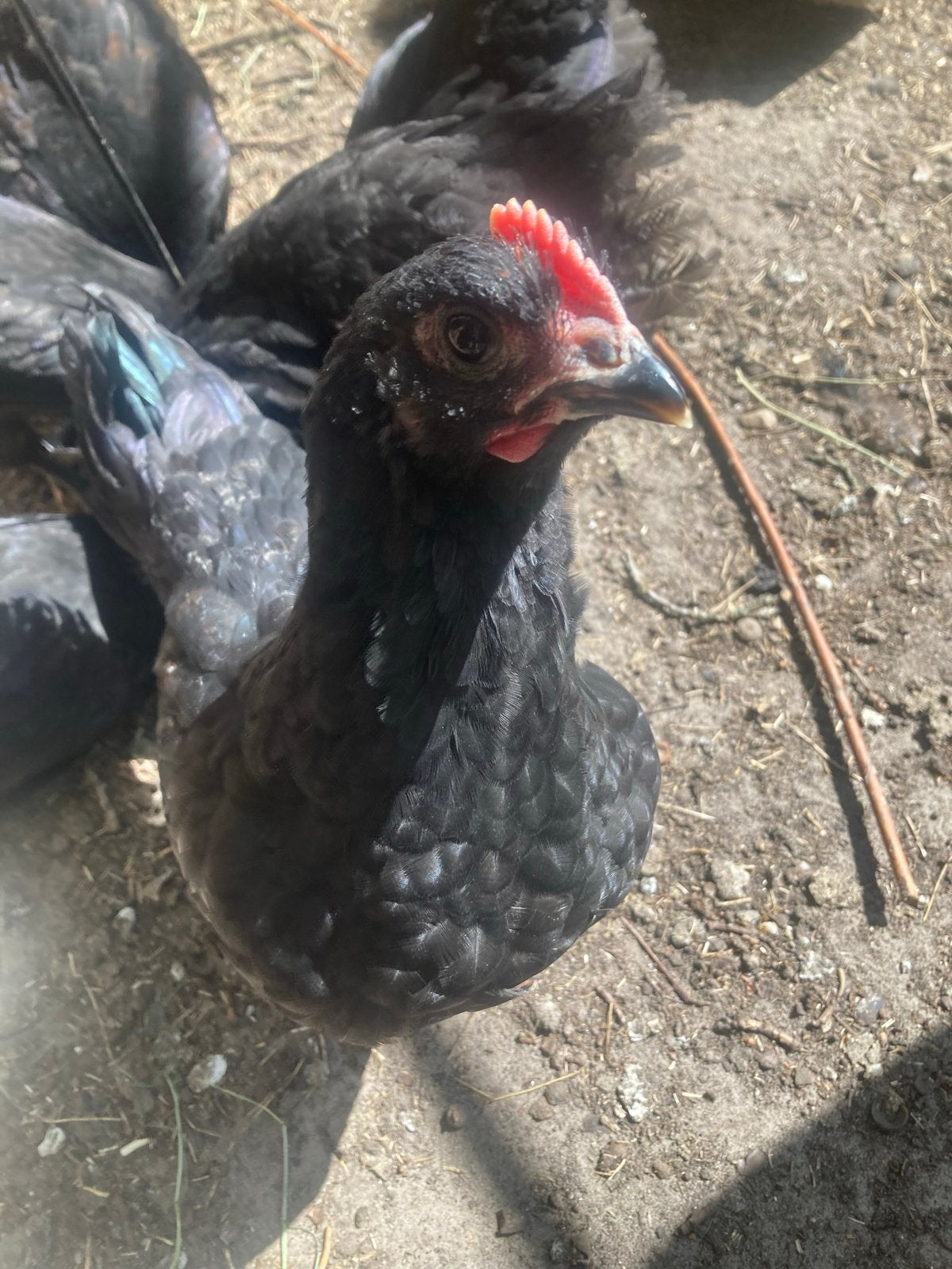 Gratis! Tam australorp haantje, Dieren en Toebehoren, Pluimvee, Mannelijk, Kip