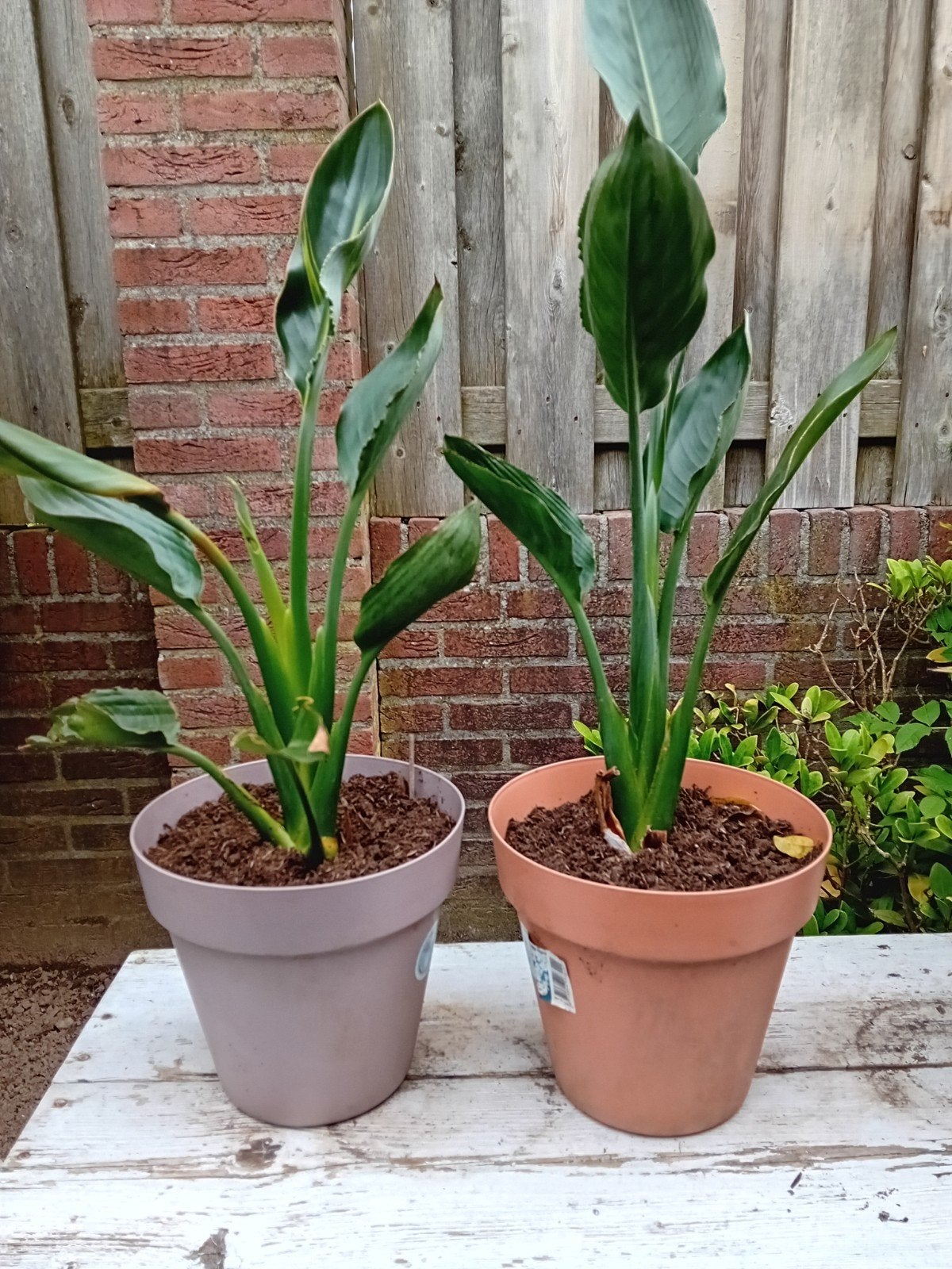 2 Strelitzia's, Ophalen
