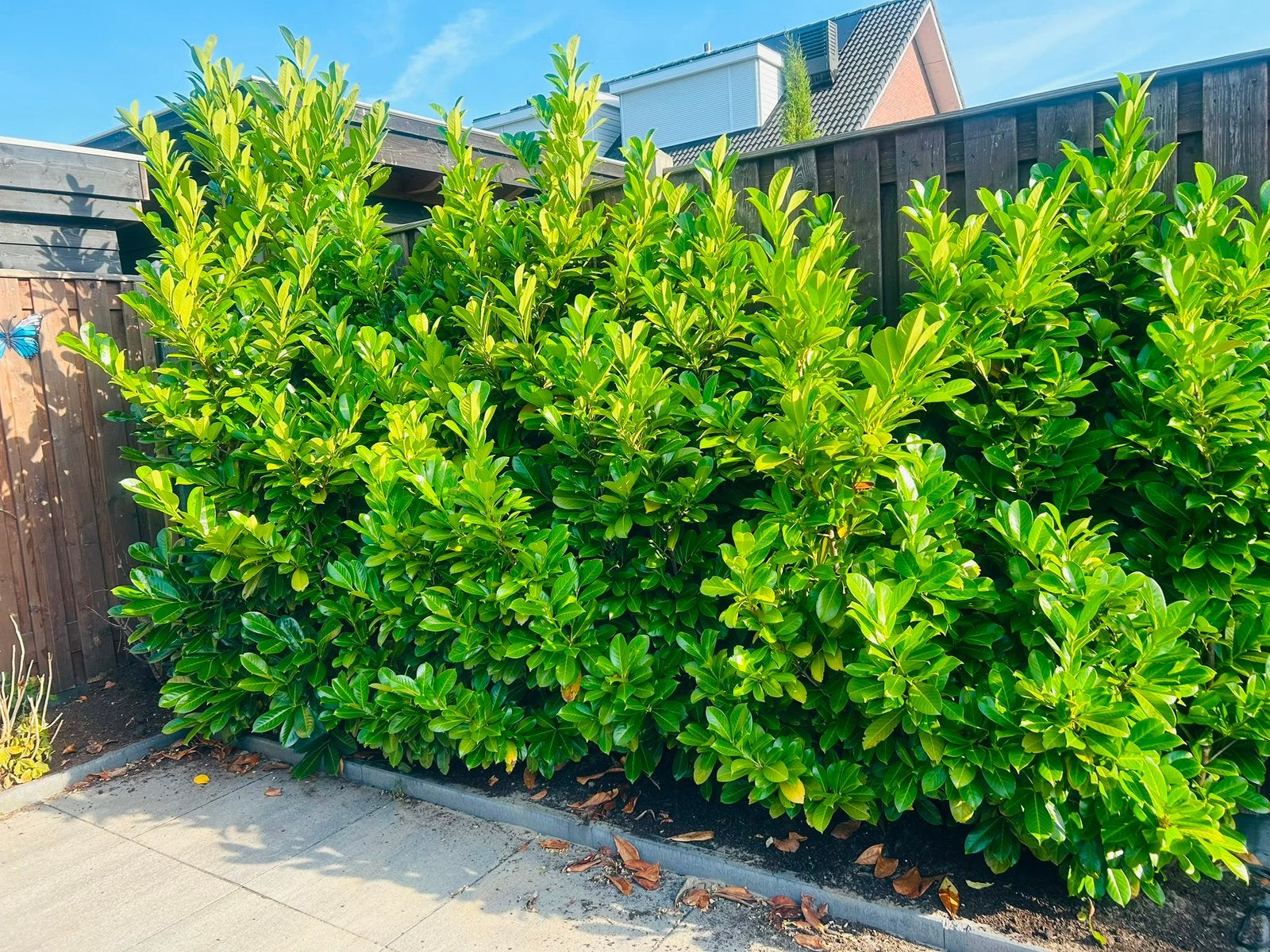 Laurierhaag Rotundifolia € 17,50 p/st, Ophalen, Laurier, 100 tot 250 cm