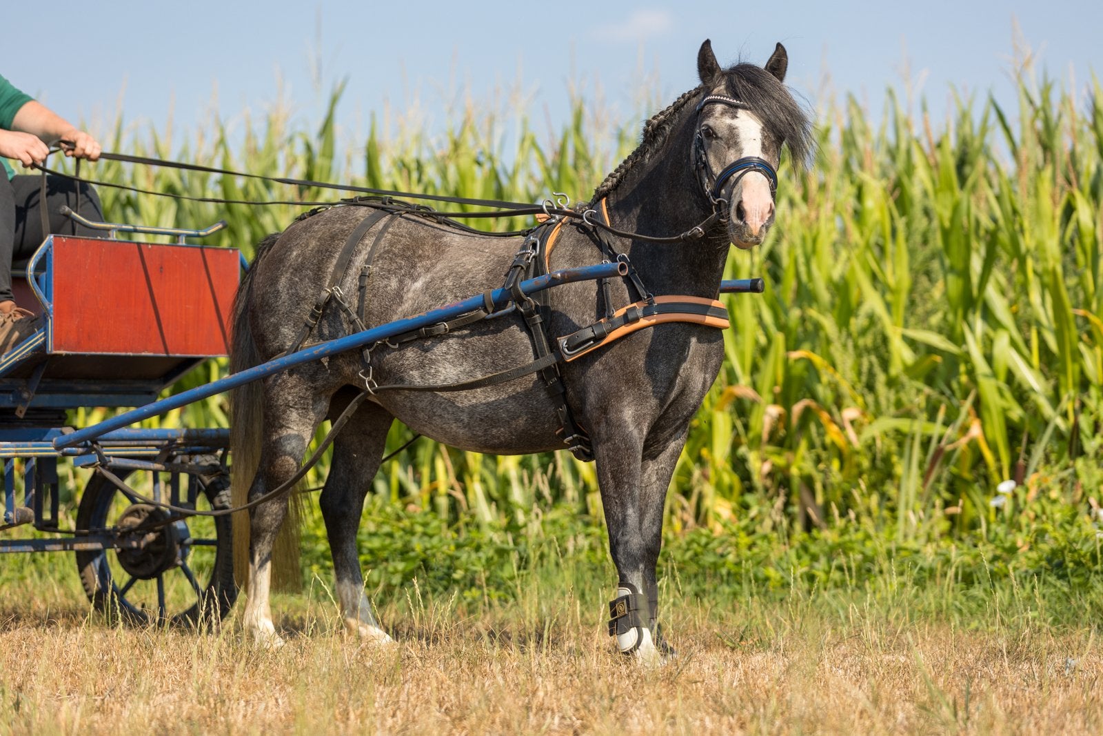 Super brave beleerde 3 jarige welsh a merrie, Merrie, Met stamboom, B, A pony (tot 1.17m)