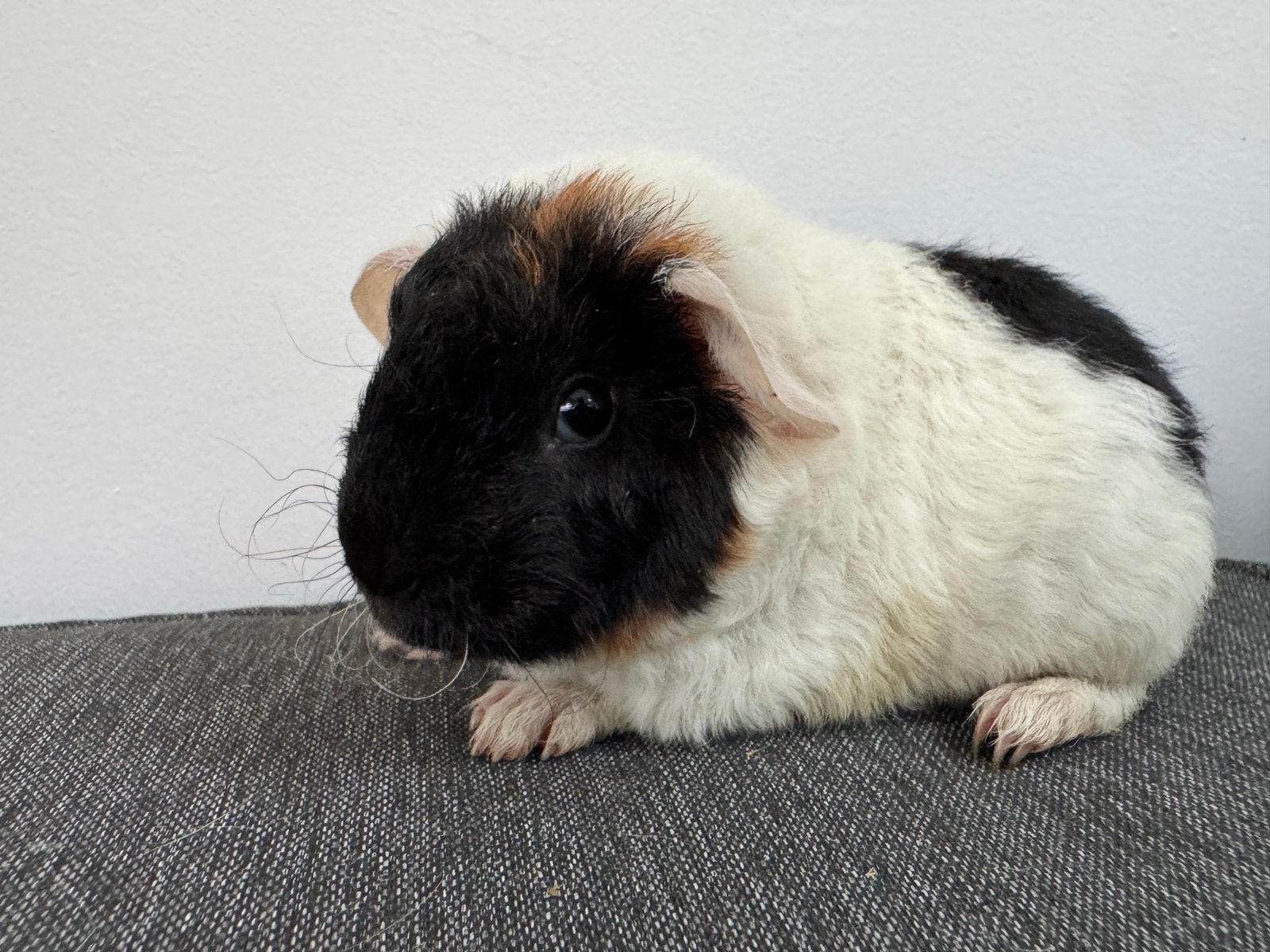 Lief beertje Morris, Augustus, Mannelijk, Cavia