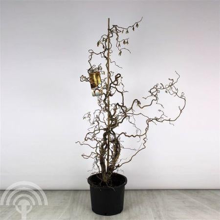 HEESTER Corylus avellana Contorta Kronkelhazelaar decoratief, Overige soorten, Vaste plant, Verzenden, Halfschaduw