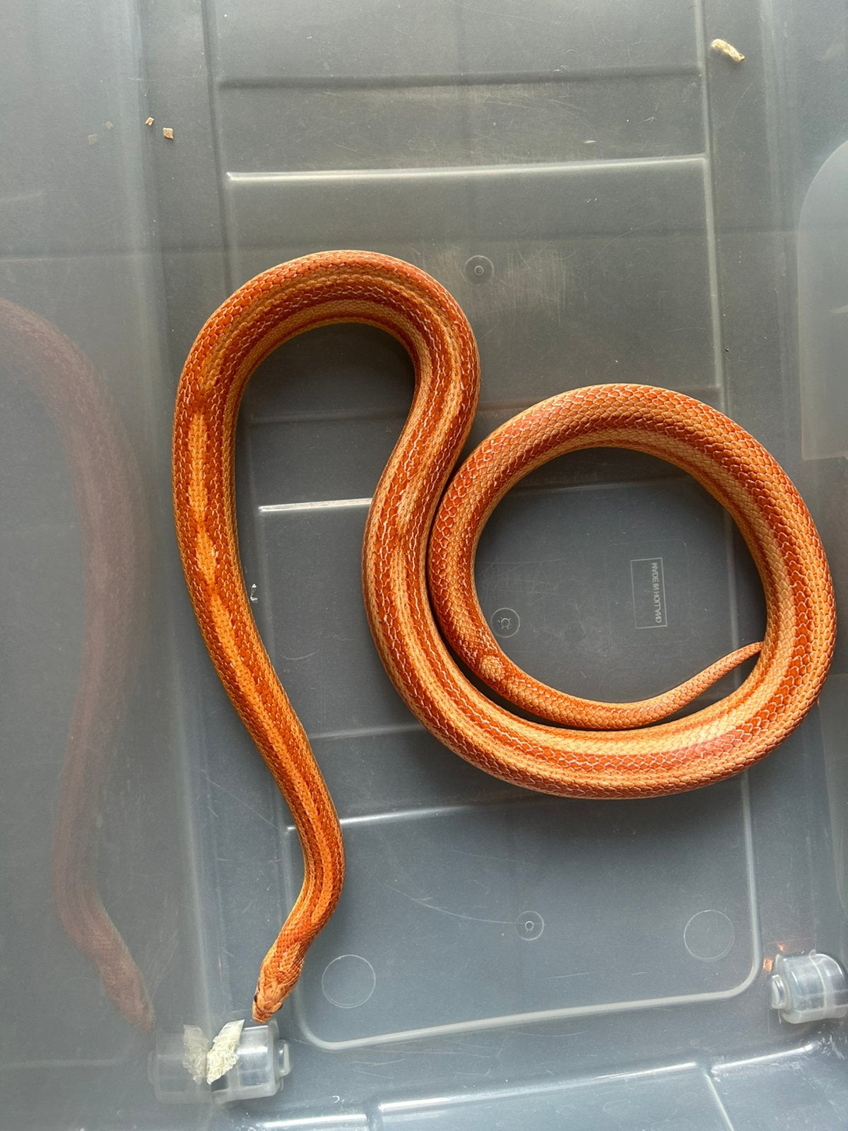 Te koop Korenslang, Dieren en Toebehoren, Slang, 0 tot 2 jaar
