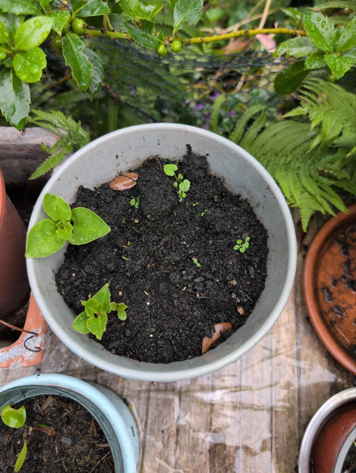 Peruaanse postelein (eetbaar, klimplant), Tuin en Terras, Planten | Tuinplanten, Ophalen, Overige soorten, Volle zon