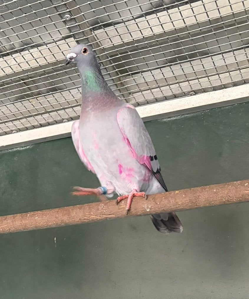 Nederlandse hoogvlieger, Dieren en Toebehoren, Vogels | Duiven, Geslacht onbekend, Overige soorten
