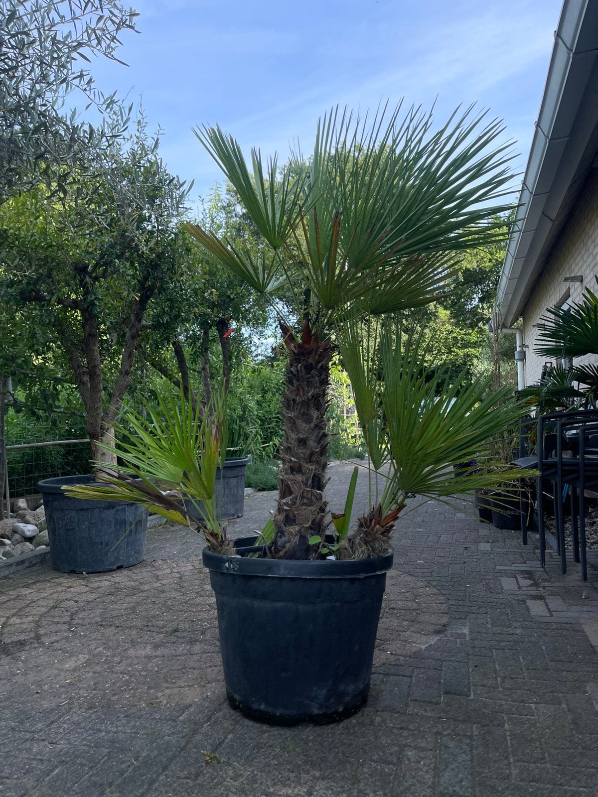 Meerstammige Chamaerops humilis (Europese dwergpalm), 100 tot 250 cm, Zomer, Palmboom, Ophalen