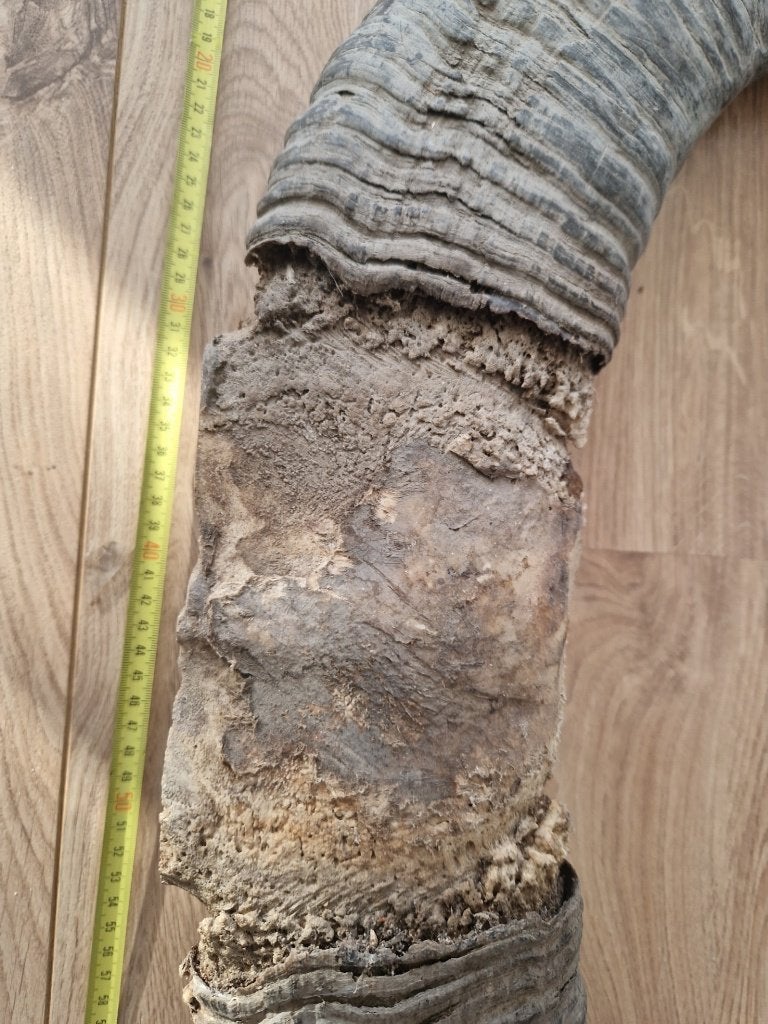 Grote hoorns aan schedel, Ophalen of Verzenden