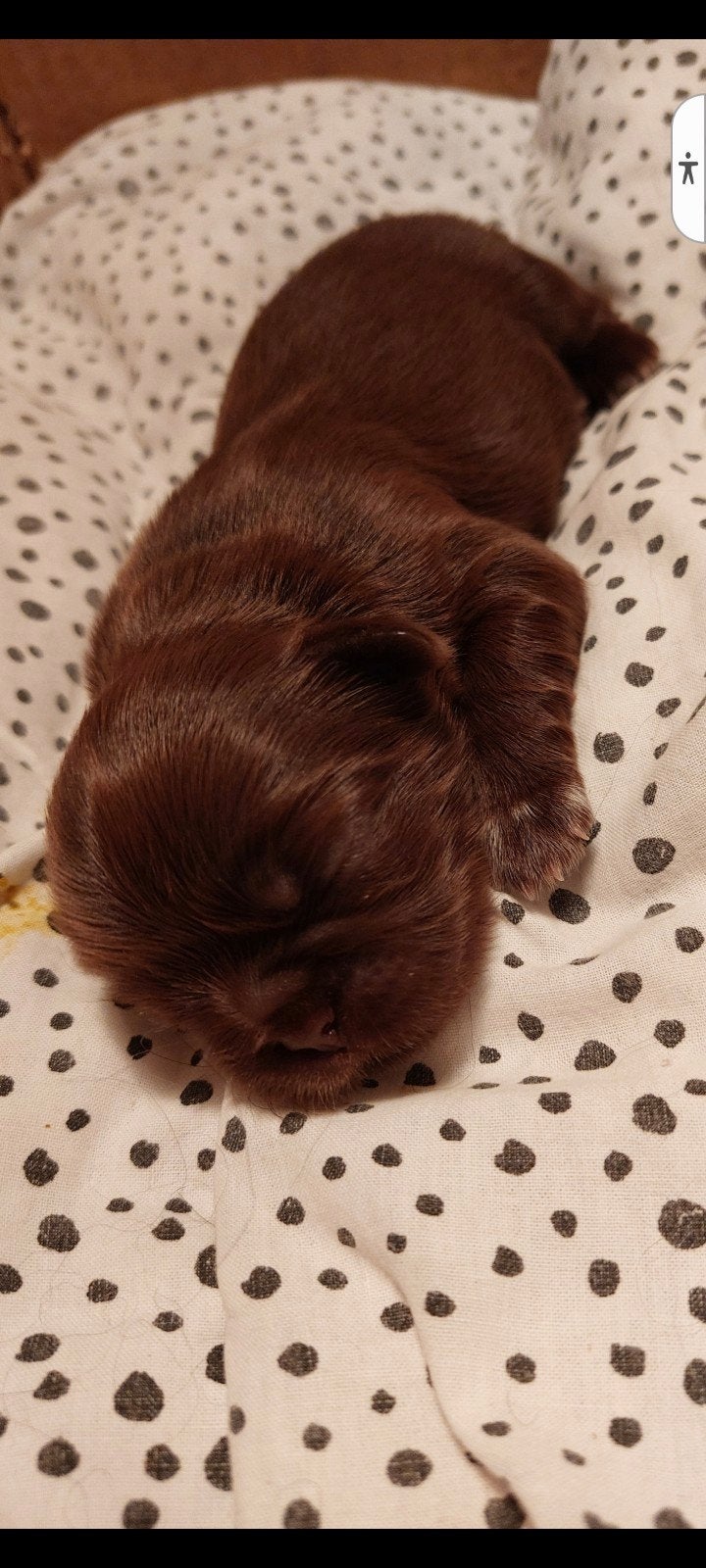 prachtige raszuivere shih tzu pups geboren., Parvo, Overige rassen, 8 tot 15 weken, Meerdere