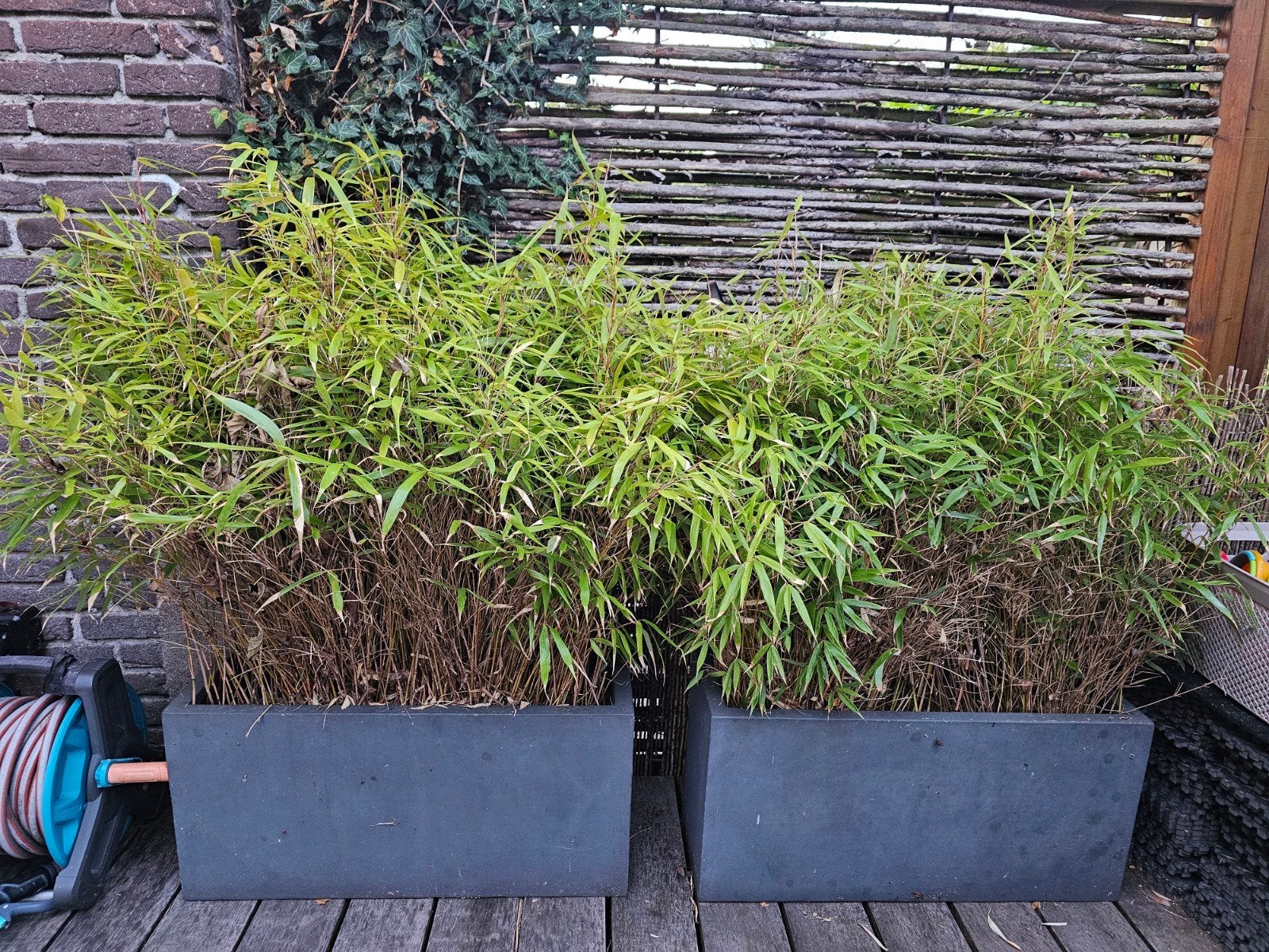 2x bamboe plant in bak gratis, Tuin en Terras, Bloembakken en Plantenbakken, Ophalen, Gebruikt, Rond