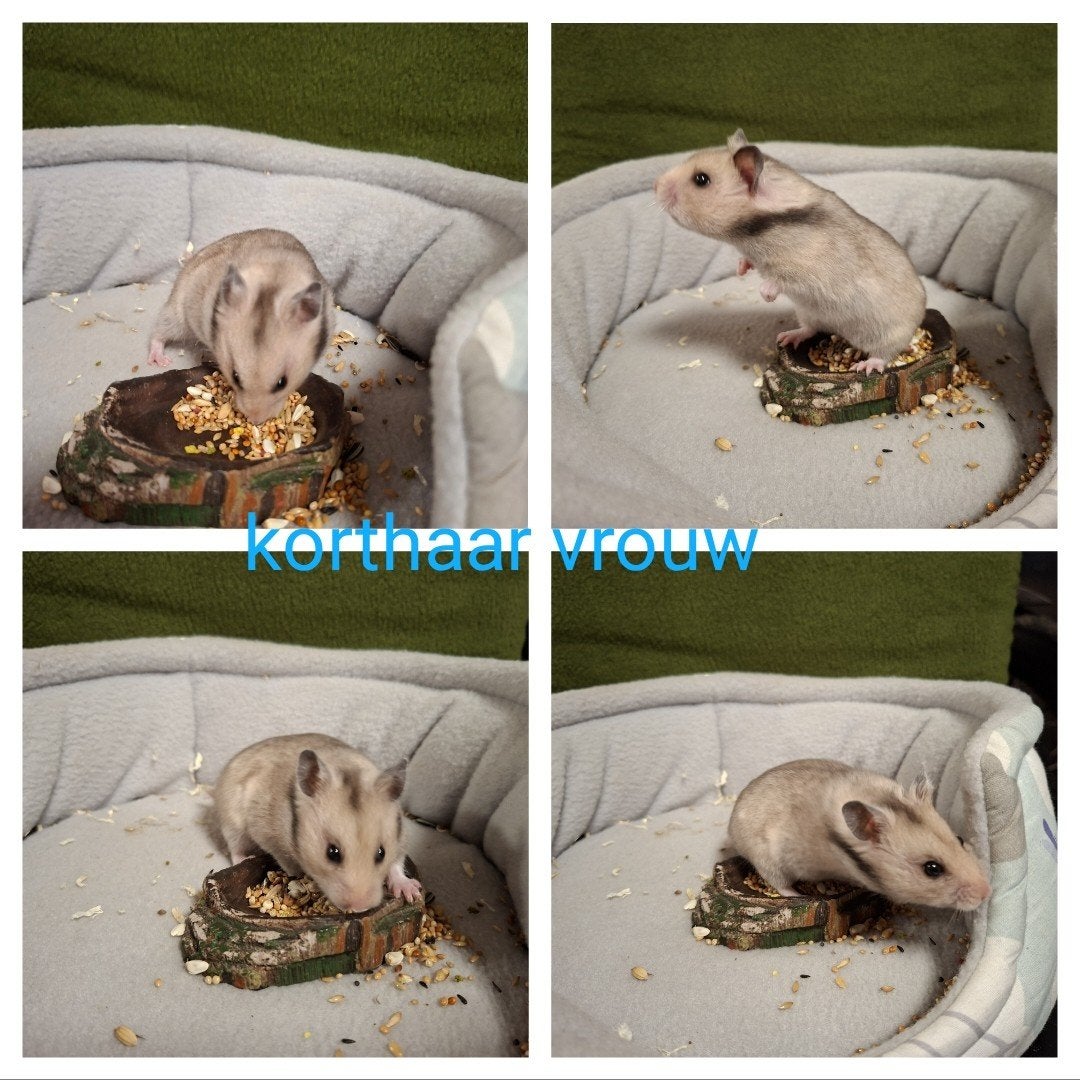 Super lieve goudhamsters, Dieren en Toebehoren, Knaagdieren, Hamster, Juli, Meerdere dieren, Tam