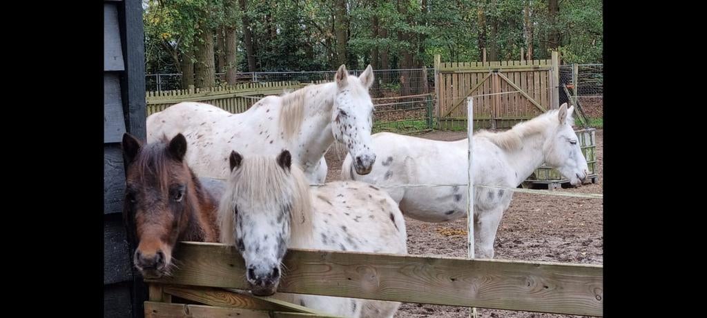 Vakantiebaantje! Oppassen op huis en dieren, vakantiewerk, Dieren en Toebehoren, Paarden en Pony's | Verzorgingsproducten, Ophalen of Verzenden
