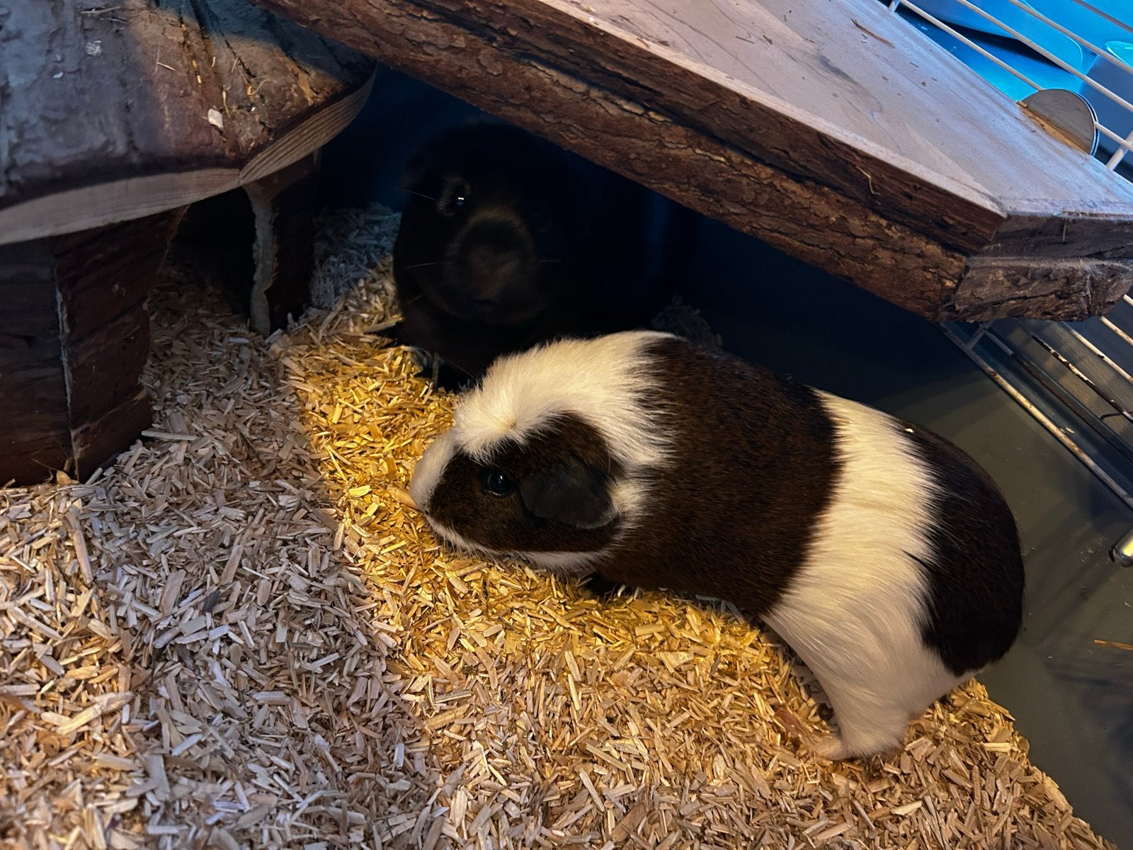 2 cavia’s + kooi en extra’s gratis ophalen, Dieren en Toebehoren, Cavia, Januari, Meerdere dieren, Tam