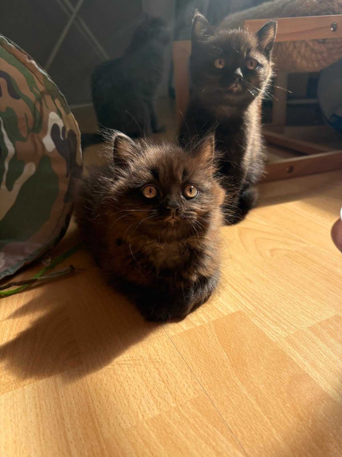 britse korthaar/lanhaar, Kater