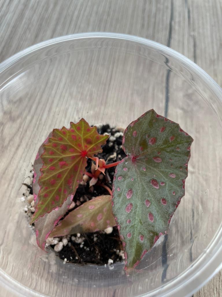 Begonia Malachosticta, Huis en Inrichting, Kamerplanten, Ophalen of Verzenden, Halfschaduw, Minder dan 100 cm