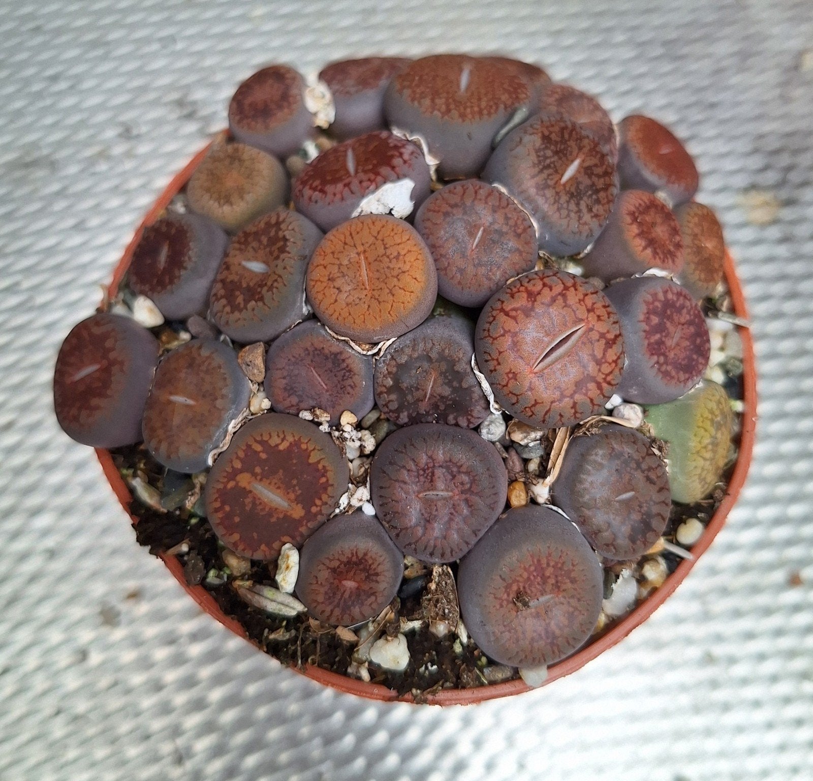 levende steentjes / lithops, Huis en Inrichting, Ophalen of Verzenden, Halfschaduw, Minder dan 100 cm
