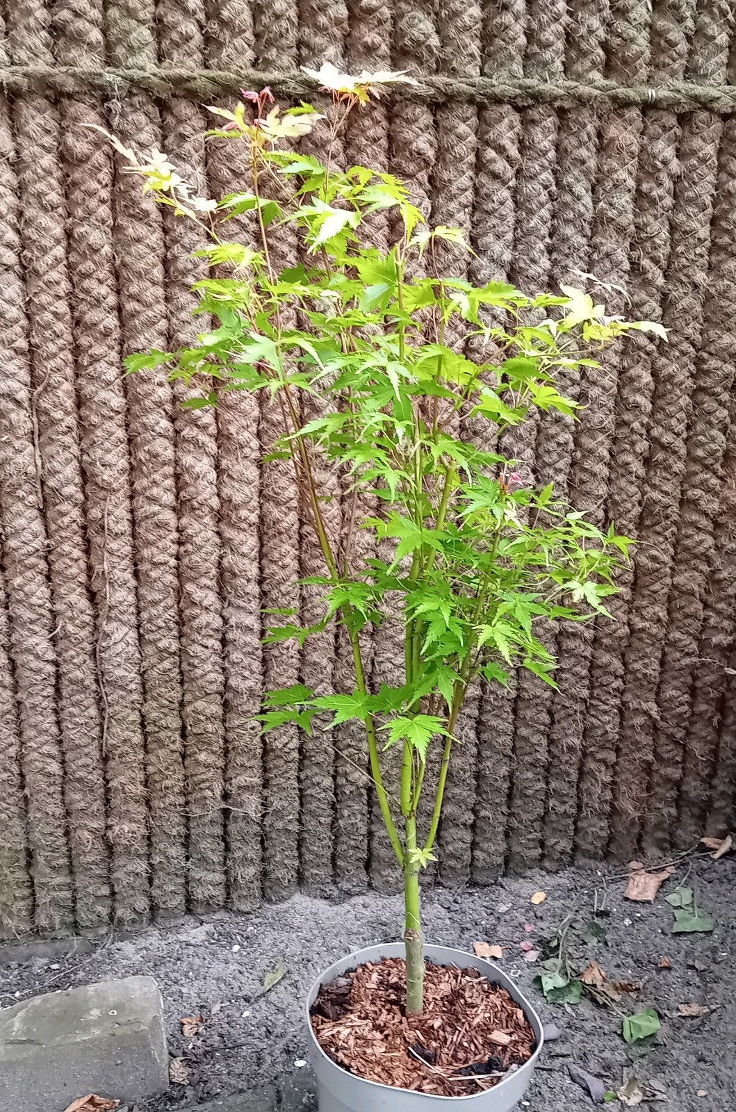 Tuin/balkonplant 80cm japanse esdoorn  (wordt rood in herfst, Tuin en Terras, Planten | Bomen, Bloeit niet, Halfschaduw, Overige soorten