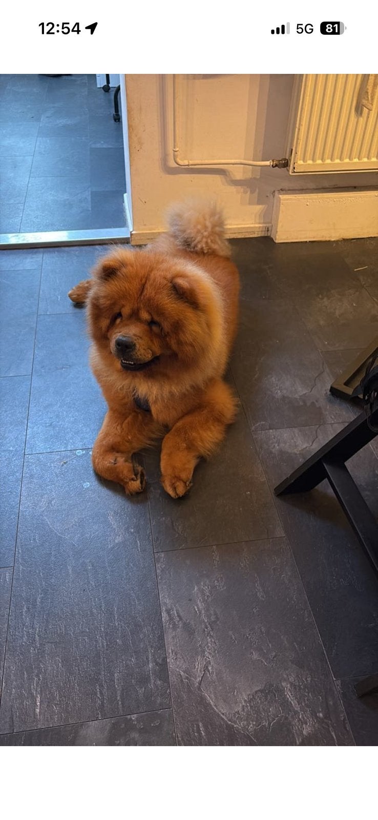 Chowchow reu te koop, België, Particulier, Reu, Poolhond