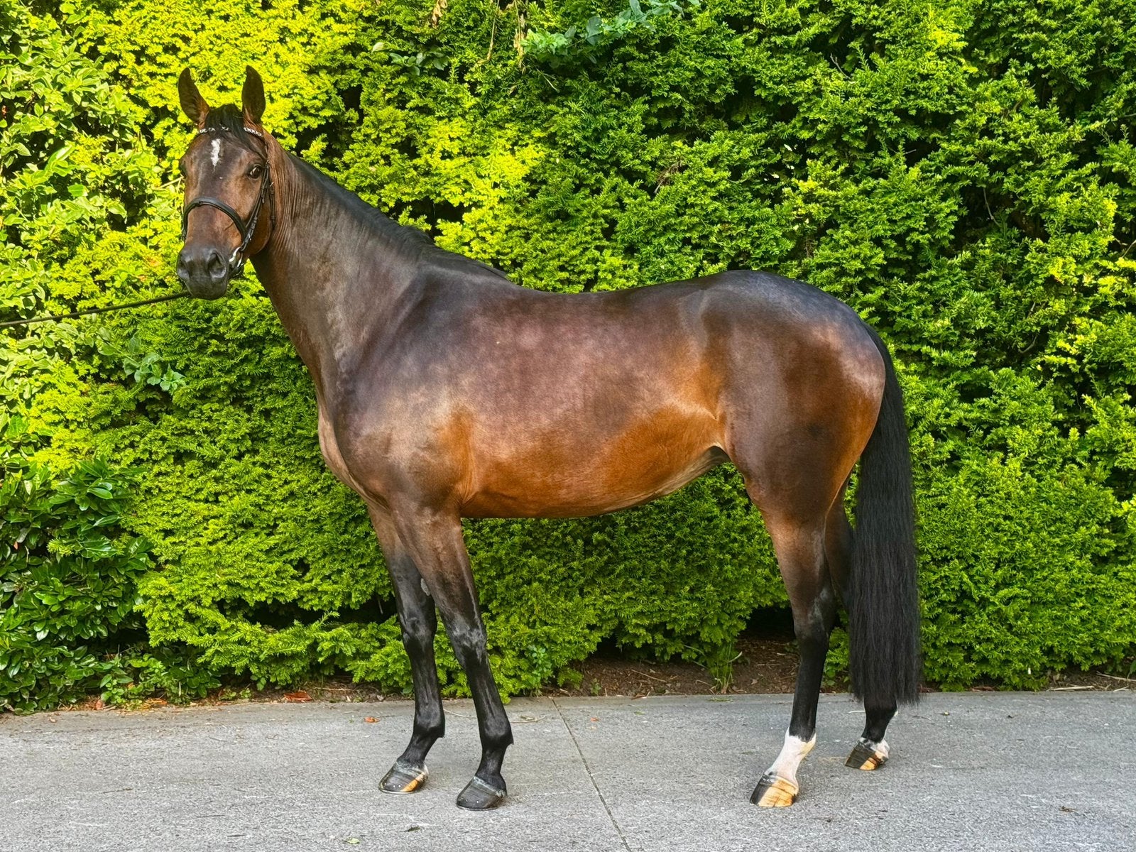 Te koop, Dieren en Toebehoren, Merrie, Springpaard